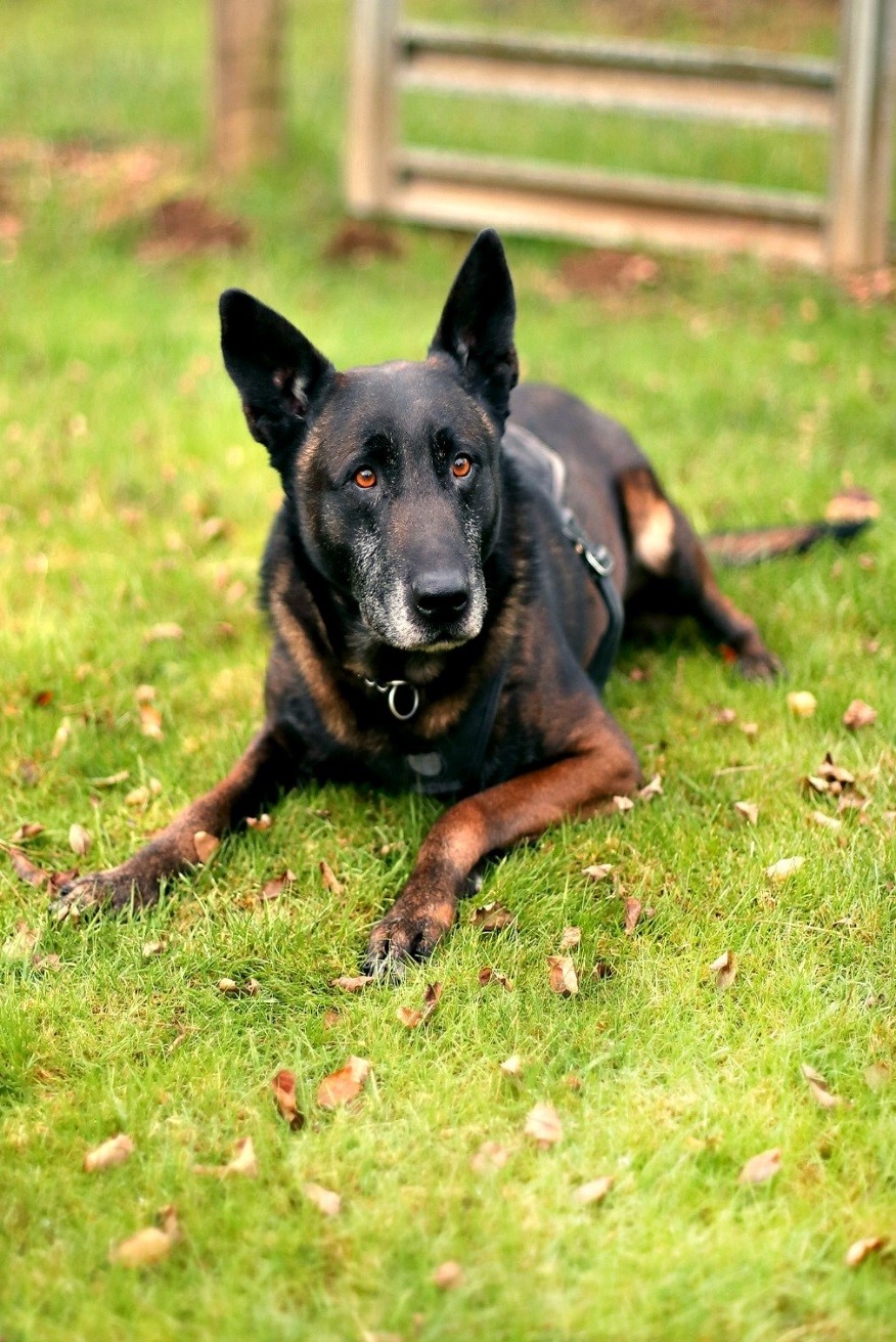 K9 Vader - McCleary Police department